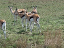 Western_Corridor2009-2